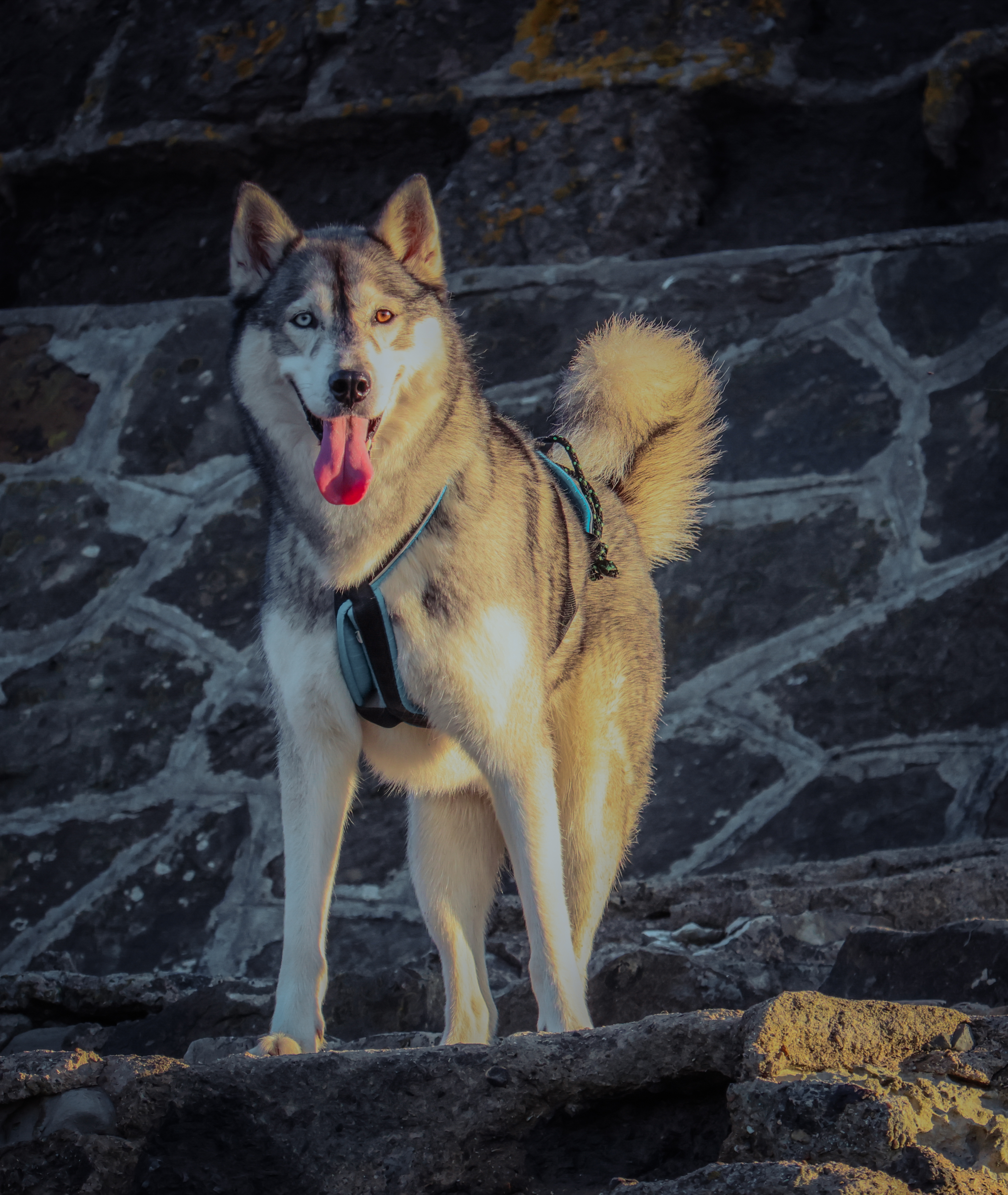 Husky aux yeux vairons